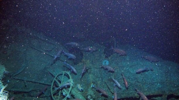 In this undated image provided by the Australian Department of Defense fish swim around the helm of the Australian submarine HMAS AE1 off the coast of the Papua New Guinea island of New Britain. One of Australia's oldest naval mysteries has been solved after the discovery of the wreck of the country's first submarine more than 103 years after its disappearance in World War I. (Australian Department of Defense via AP)