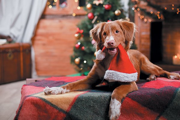 1514090101 611 how to keep your home safe for dogs during the holidays - How to Keep Your Home Safe for Dogs During the Holidays