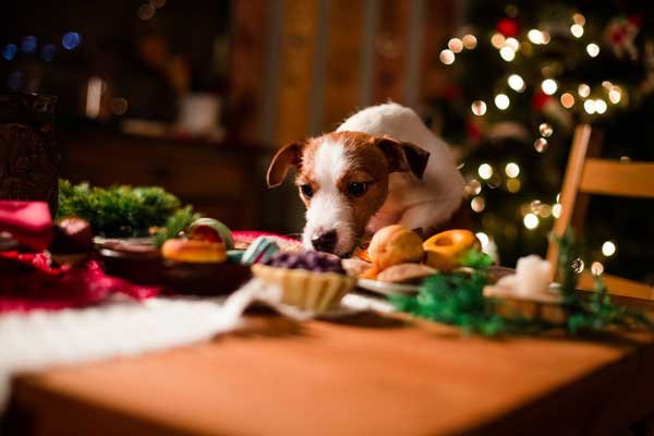 1514090104 how to keep your home safe for dogs during the holidays - How to Keep Your Home Safe for Dogs During the Holidays