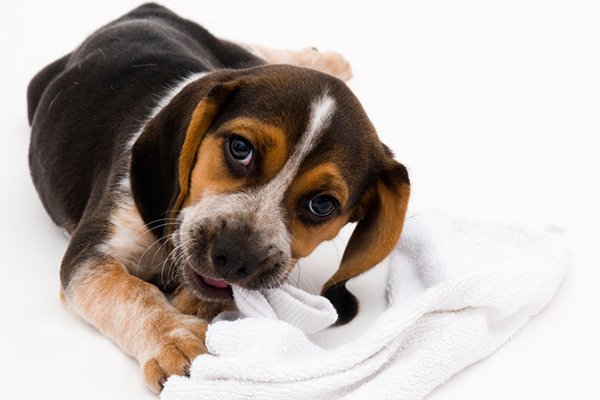 Your Dog Ate a Sock — What to Do Next