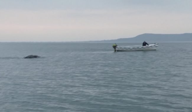 In the nearly minute-long clip, a dark object can be seen slowly advancing along the ocean water, while occasionally bobbing its head in and out of the water.