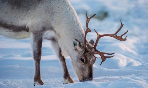 1514212374 742 10 little known facts about reindeer - 10 Little-Known Facts About Reindeer