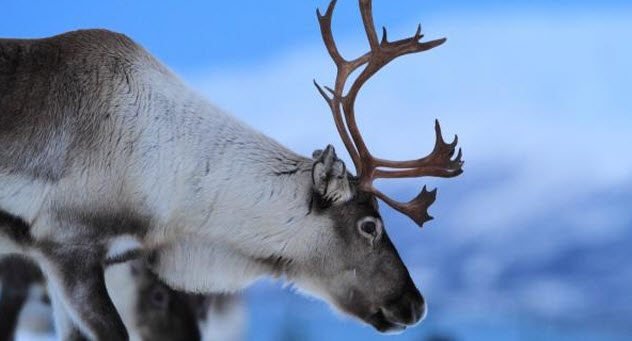 1514212374 756 10 little known facts about reindeer - 10 Little-Known Facts About Reindeer