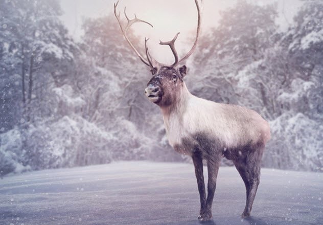 1514212374 913 10 little known facts about reindeer - 10 Little-Known Facts About Reindeer