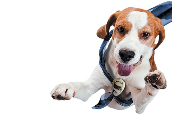 Let's Talk Dog Nutrition — 6 Essential Nutrients Dogs Need 1514309222 614 lets talk dog nutrition 6 essential nutrients dogs need - Let's Talk Dog Nutrition — 6 Essential Nutrients Dogs Need