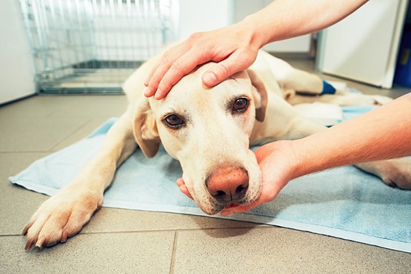 1514324562 what causes dog seizures and how should they be treated - What Causes Dog Seizures and How Should They be Treated?