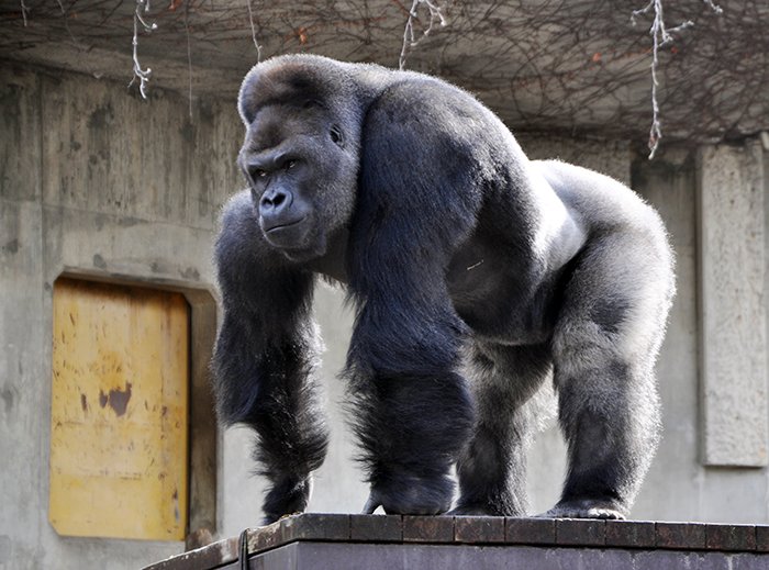 1514403494 245 people are comparing this ridiculously photogenic gorilla to george clooney and we cant handle it - People Are Comparing This Ridiculously Photogenic Gorilla To George Clooney And We Can’t Handle It