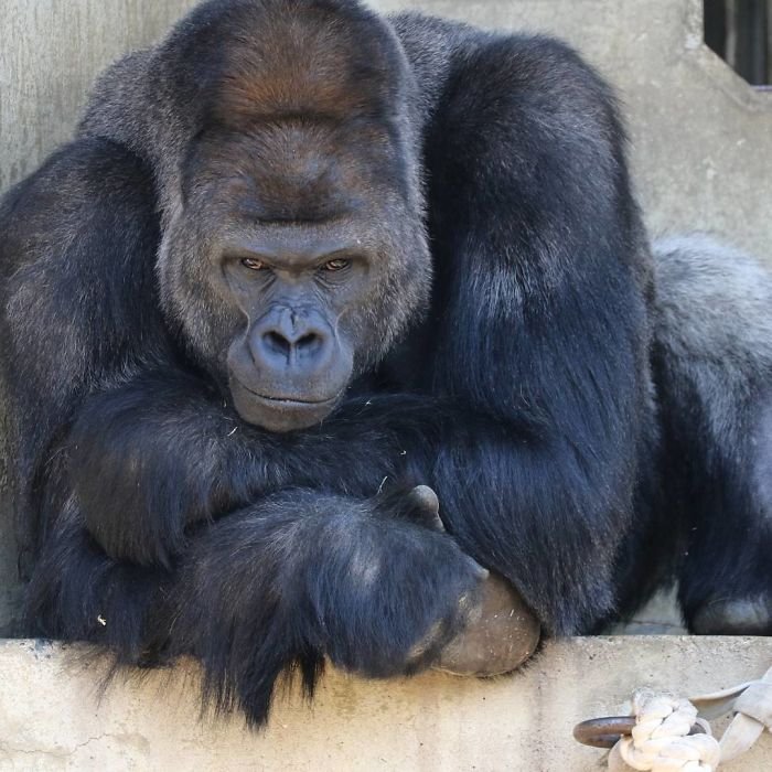 1514403495 211 people are comparing this ridiculously photogenic gorilla to george clooney and we cant handle it - People Are Comparing This Ridiculously Photogenic Gorilla To George Clooney And We Can’t Handle It