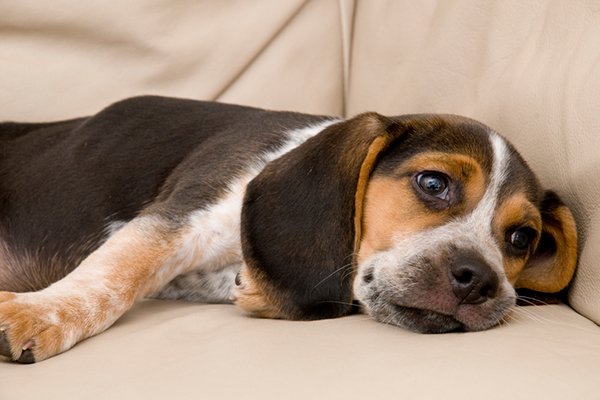 A bored sad or sleepy dog on a couch - Do You Have a Bored Dog? Know the Signs and How to Keep Your Dog Happy and Active