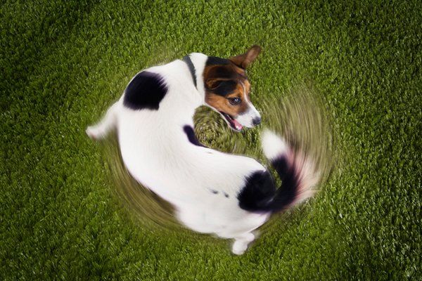 A dog chasing his tail - Why Do Dogs Have Tails?