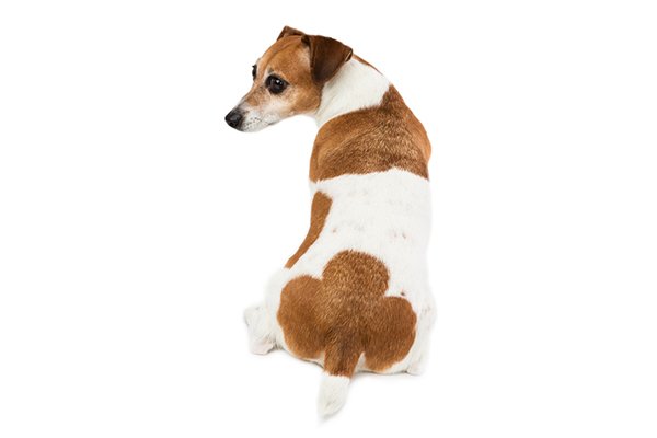 A dog sitting backward showing his butt - Why It Happens and When to See a Vet