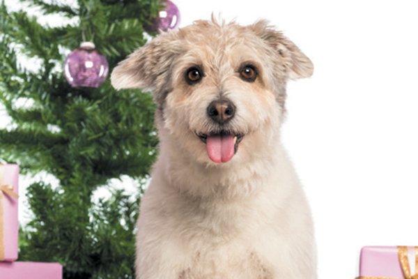 A. mixed breed dog with presents a Christmas tree - Edible Holiday Gifts for Dogs and Dog Lovers
