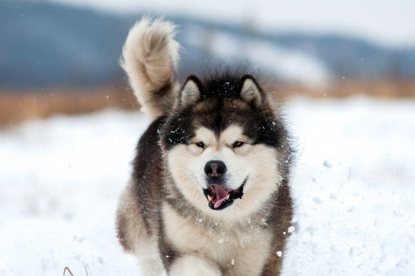 Alaskan Malamute courtesy shutterstock e1459302143529 - 5 Dog Breeds Known for Howling