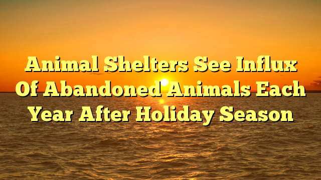 Animal Shelters See Influx Of Abandoned Animals Each Year After Holiday Season
