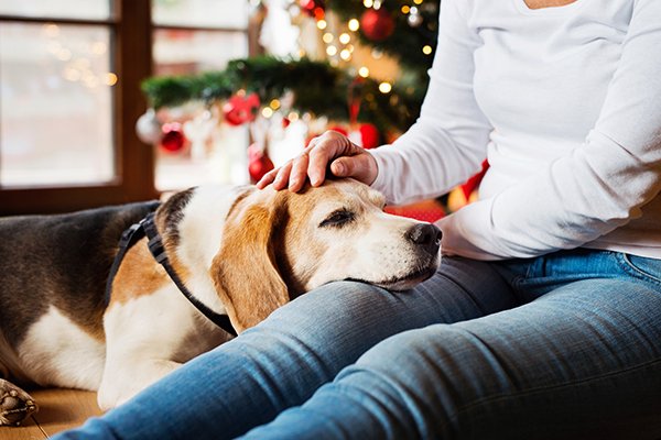 Beagle in womans lap with holiday decor - How to Prevent Dog Bites During the Stressful Holiday Season