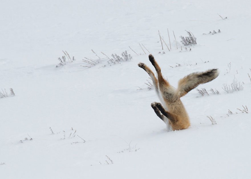 Funny wildlife photos best ranks 12 - 14 Funniest Wildlife Photos Of 2017 Have Been Announced, And They Will Make Your Day