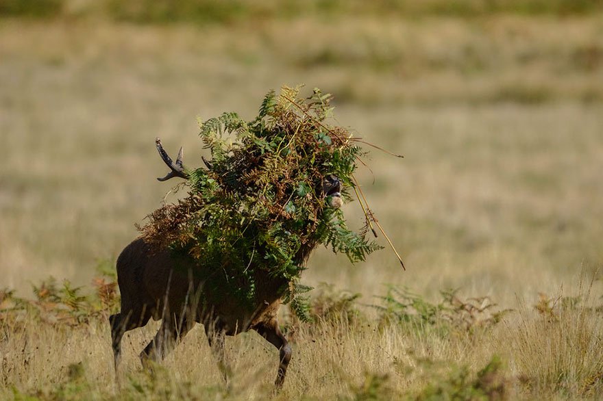 Funny wildlife photos best ranks 14 - 14 Funniest Wildlife Photos Of 2017 Have Been Announced, And They Will Make Your Day