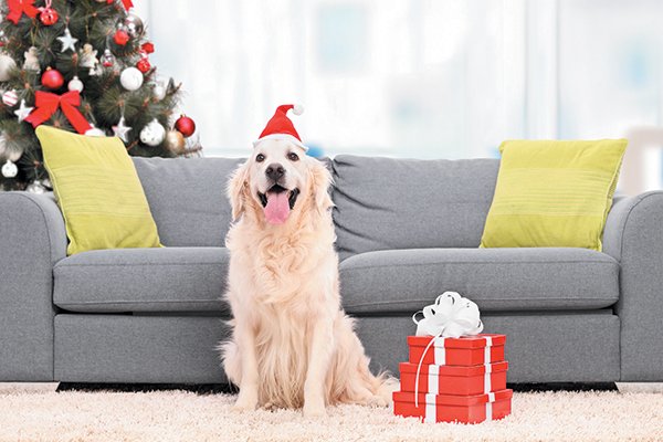 Happy dog with Christmas tree and holiday presents - Tips to Keep Your Pup Happy at Every Age