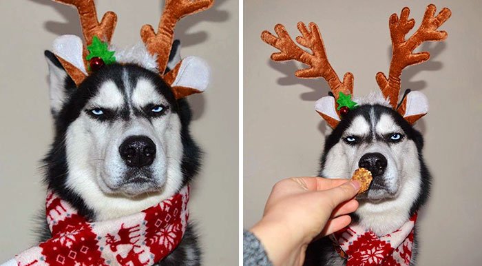 angry husky christmas photoshoot anuko coverimage - Humans Attempt To Do A Christmas Card Photoshoot With Their Husky, And The Result Is Just Too Funny