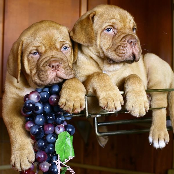 can dogs eat strawberries apples and grapes - Can Dogs Eat Strawberries, Apples and Grapes?