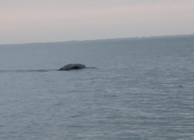 In the spring of 2013, three college students were enjoying a day on the water while filming a short film for one of their classes. The men embarked on a day's journey on the Lough Foyle, a large tidal estuary in County Donegal, Ireland when they noticed something odd bobbing around in the water.