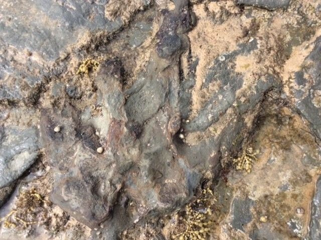 dino destruction vandals wreck dinosaur footprint - Dino destruction: Vandals wreck dinosaur footprint