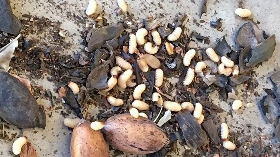 pecan farmers in new mexico worry weevils could impact harvest - Pecan farmers in New Mexico worry weevils could impact harvest