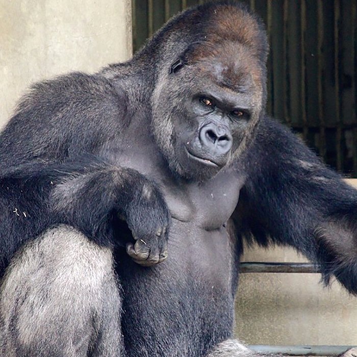 people are comparing this ridiculously photogenic gorilla to george clooney and we cant handle it - People Are Comparing This Ridiculously Photogenic Gorilla To George Clooney And We Can’t Handle It