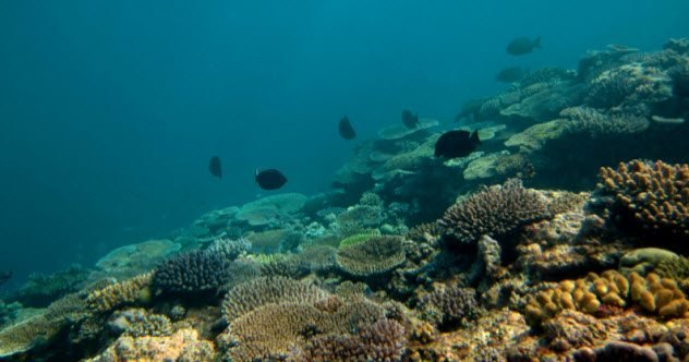 top 10 fresh facts about the great barrier reef - Top 10 Fresh Facts About The Great Barrier Reef