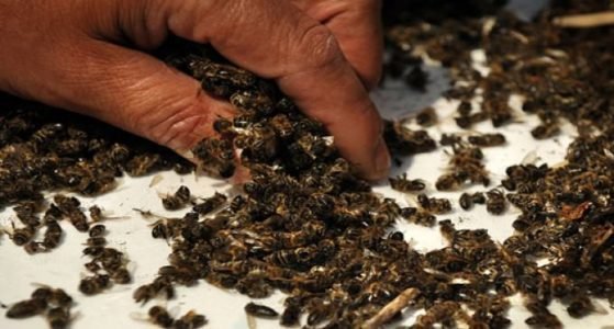 1514833380 279 37 million bees found dead in ontario canada after planting large gmo corn field hangover cure - 37 Million Bees Found Dead In Ontario, Canada After Planting Large Gmo Corn Field – Hangover Cure