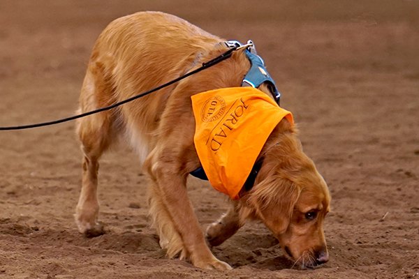 Don't Miss These January 2018 Dog Events 1514839916 890 dont miss these january 2018 dog events - Don't Miss These January 2018 Dog Events