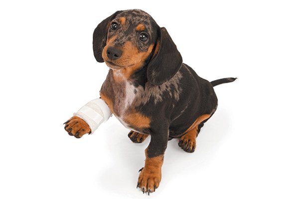1515098481 144 5 puppy diseases and conditions you need to know about - 5 Puppy Diseases and Conditions You Need to Know About