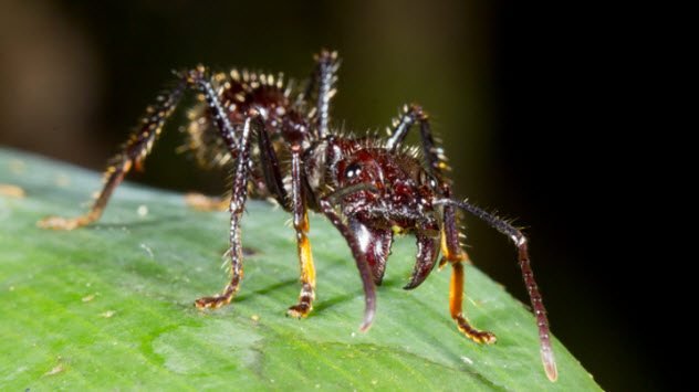 1515680218 931 10 most terrifying insects in the world - 10 Most Terrifying Insects In The World