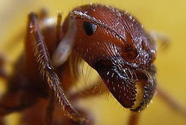 1515680218 953 10 most terrifying insects in the world - 10 Most Terrifying Insects In The World