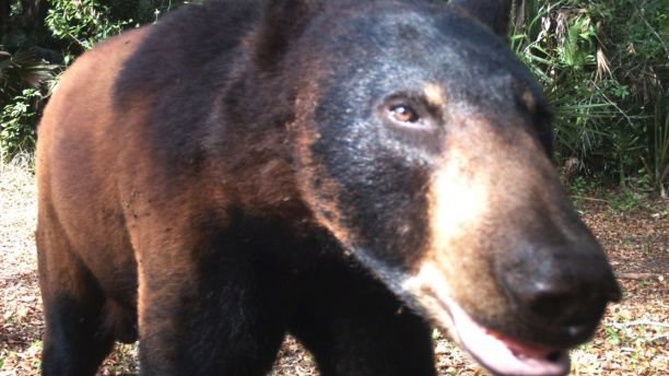 This 2017 photo from a U.S. Fish and Wildlife Service motion-activated camera shows a black bear at the Florida Panther National Wildlife Refuge. Motion-detecting wildlife cameras are yielding serious science as well as amusing photos. From ocelots in the desert to snow-loving lynx high in the Northern Rockies, remote cameras are exposing elusive creatures like never before. (U.S. Fish and Wildlife Service via AP)