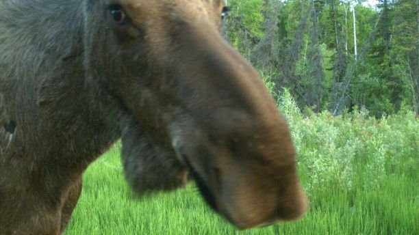 This 2017 photo from a U.S. Fish and Wildlife Service motion-activated camera shows a moose at the Yukon Flats National Wildlife Refuge in Alaska. Motion-detecting wildlife cameras are yielding serious science as well as amusing photos. From ocelots in the desert to snow-loving lynx high in the Northern Rockies, remote cameras are exposing elusive creatures like never before. (U.S. Fish and Wildlife Service via AP)