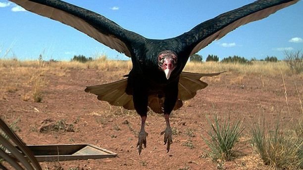 In this 2017 photo from a U.S. Fish and Wildlife Service motion-activated camera, a vulture comes in for a landing at the Sevilleta National Wildlife Refuge in New Mexico. Motion-detecting wildlife cameras are yielding serious science as well as amusing photos. From ocelots in the desert to snow-loving lynx high in the Northern Rockies, remote cameras are exposing elusive creatures like never before. (U.S. Fish and Wildlife Service via AP)