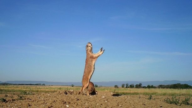 This 2014 photo from a U.S. Fish and Wildlife Service motion-activated camera shows a black-tailed prairie dog Maxwell National Wildlife Refuge in New Mexico. Motion-detecting wildlife cameras devices are getting smaller, cheaper and more reliable, and scientists across the United State are using them to document elusive creatures like never before. (U.S. Fish and Wildlife Service via AP)