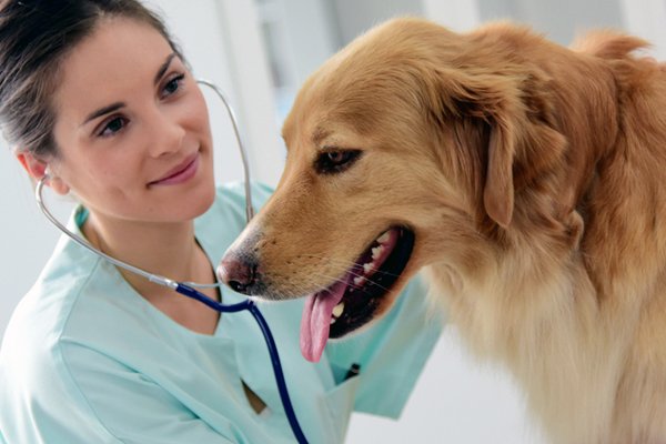 1516279100 487 hypothyroidism in dogs why does it happen and can you treat it - Hypothyroidism in Dogs — Why Does It Happen and Can You Treat It?