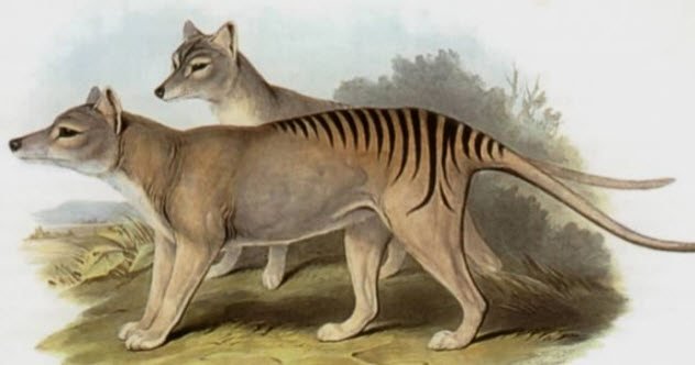 1516327483 637 10 animals that may not be as extinct as we thought they were - 10 Animals That May Not Be As Extinct As We Thought They Were