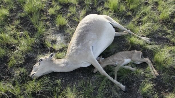 Dead Saiga antelopes lie on a field in the Zholoba area of the Kostanay region, Kazakhstan, in this handout photo provided on May 20, 2015 by Kazakhstan's Ministry of Agriculture. About 20,000 endangered Saiga antelopes, killed by a suspected pasteurellosis infection, were found dead in Kazakhstan in a week, local media reported. REUTERS/Kazakhstan's Ministry of Agriculture/Handout via ReutersATTENTION EDITORS - THIS PICTURE WAS PROVIDED BY A THIRD PARTY. REUTERS IS UNABLE TO INDEPENDENTLY VERIFY THE AUTHENTICITY, CONTENT, LOCATION OR DATE OF THIS IMAGE. FOR EDITORIAL USE ONLY. NOT FOR SALE FOR MARKETING OR ADVERTISING CAMPAIGNS. THIS PICTURE IS DISTRIBUTED EXACTLY AS RECEIVED BY REUTERS, AS A SERVICE TO CLIENTS. 	      TPX IMAGES OF THE DAY            - GF10000101385