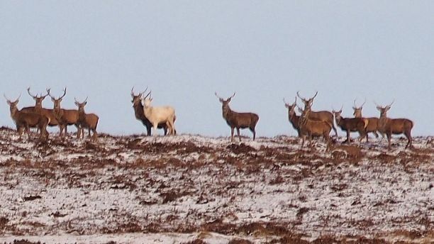 Please note sent under embargo - no use before 13.00GMT January 29 2018.Marc Brunelle captured this photo of a white stag while on a stag do for his close friend Damien Zoyo while walking in the Perthshire Highlands. See Centre Press story CPSTAG; A mythical white stag roaming the Scottish Highlands has been caught on camera during an extremely rare sighting. The majestic stag, which belongs to the red deer species, is believed to be among just a tiny handful living in Britain. And stunning pictures of the animal in the wild were captured by a group of Frenchmen and a Canadian on a stag do in Highland Perthshire.  White stags are popular in mythology and the ancient Celts considered them to be messengers from the afterlife. Legend has it that they are closely associated with unicorns and their appearance is said to bring change to the lives of those who encounter them.   