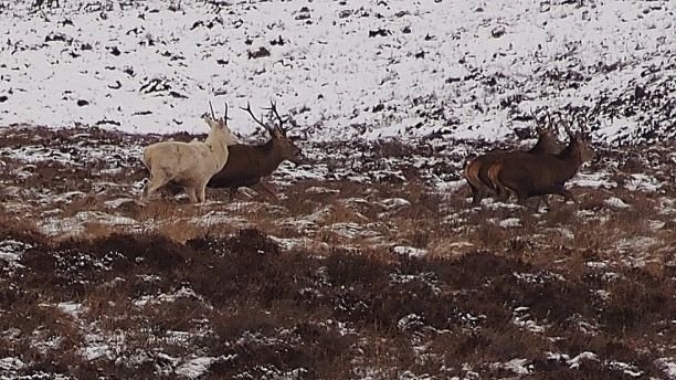 Please note sent under embargo - no use before 13.00GMT January 29 2018.Marc Brunelle captured this photo of a white stag while on a stag do for his close friend Damien Zoyo while walking in the Perthshire Highlands. See Centre Press story CPSTAG; A mythical white stag roaming the Scottish Highlands has been caught on camera during an extremely rare sighting. The majestic stag, which belongs to the red deer species, is believed to be among just a tiny handful living in Britain. And stunning pictures of the animal in the wild were captured by a group of Frenchmen and a Canadian on a stag do in Highland Perthshire.  White stags are popular in mythology and the ancient Celts considered them to be messengers from the afterlife. Legend has it that they are closely associated with unicorns and their appearance is said to bring change to the lives of those who encounter them.   