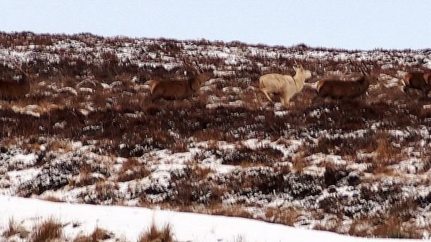 1517281369 987 extremely rare ghostly white stag spotted in scotland - Extremely rare 'ghostly' white stag spotted in Scotland