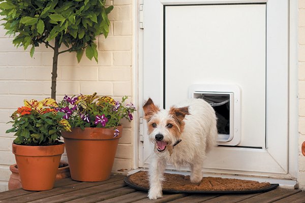 4 Dog Tech Products We Love 4 dog tech products we love - 4 Dog Tech Products We Love