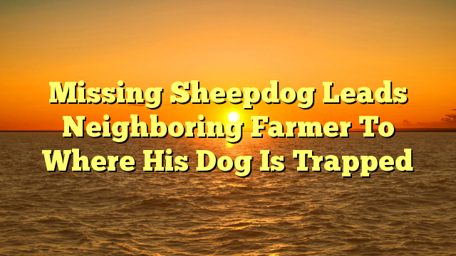 Missing Sheepdog Leads Neighboring Farmer To Where His Dog Is Trapped