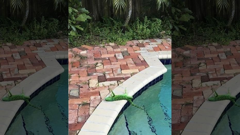 It’s so cold in Florida; iguanas are freezing and falling out of trees. 