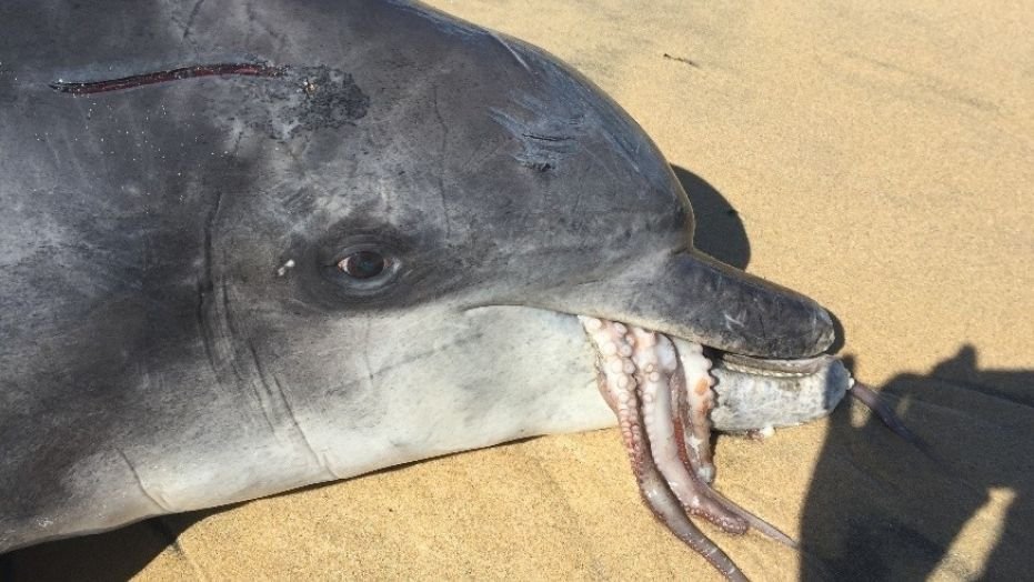 Gilligan found on the beach dead. 