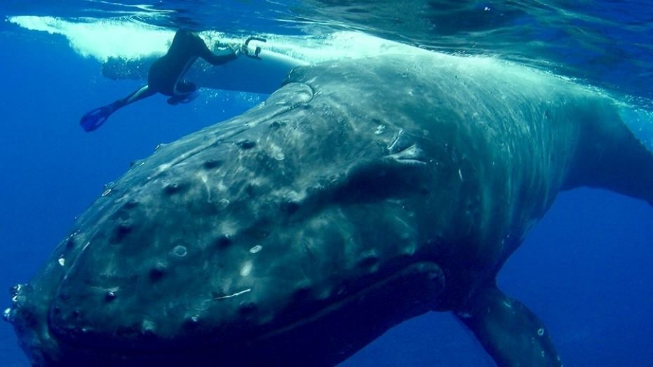 The moment a huge humpback whale pushed Nan Hauser around in the water, protecting her from a shark. 