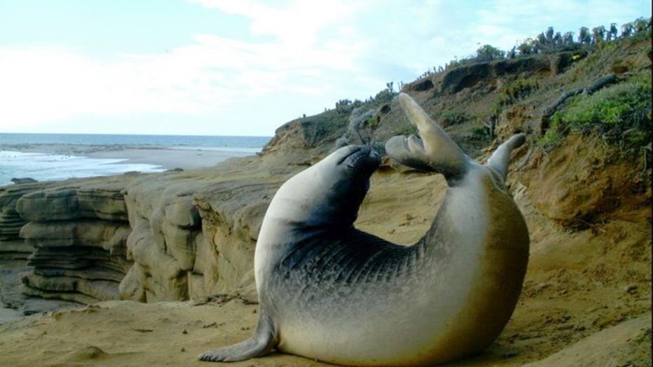 This 2011 photo from a U.S. Fish and Wildlife Service motion-activated camera shows an elephant seal in the Channel Islands National Park off the coast of Southern California. Motion-detecting wildlife cameras devices are getting smaller, cheaper and more reliable, and scientists across the United State are using them to document elusive creatures like never before. (U.S. Fish and Wildlife Service via AP)